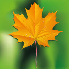 How To Draw A Fall Leaf Using Adobe Illustrator Choose from over a million free vectors, clipart graphics, vector art images, design templates, and illustrations created by artists worldwide! draw a fall leaf using adobe illustrator