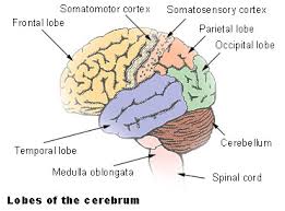 It was initially defined from surface stimulation studies of wilder penfield, and parallel surface potential studies of bard, woolsey, and marshall. Primary Motor Cortex