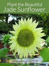 Plant Beautiful Jade Sunflowers Garten Ideen Garten Beautiful