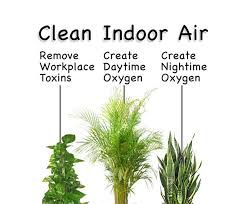 Houseplants That Improve Indoor Air Quality Plants Improve Indoor Air Quality Indoor Plants