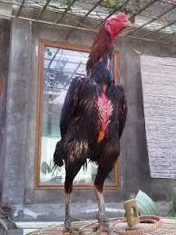 Ciri Ciri Dan Kelebihan Ayam Mangon Thailand Dalam Pertandingan Seputar Hobi Indonesia