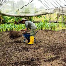 Coffee grounds are too acidic; Value In Coffee Grounds Compost Nespresso
