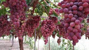 العنب العنب احمر grapes yemen yemeni
