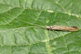 Image result for Leptoderris nobilis