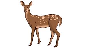 How To Draw A Deer Step By Step For Kids Youtube Please, feel free to share these drawing images with your 500x500 buck and doe drawing mailbox monogram, ltbgtdrawingsltgt and deer. how to draw a deer step by step for kids