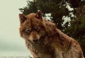 Jacob Wolf The Twilight Saga Twilight Wolf Twilight Jacob Jacob Black Twilight