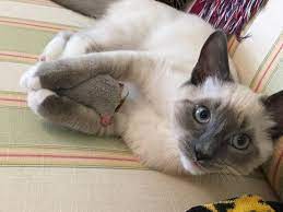 What Are The Characteristics Of Ragdoll Siamese Mix Kittens Quora