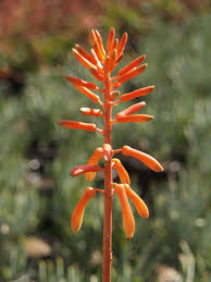 Image result for Aloe nuttii