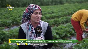 Meyveci Cilek Yetistiriciligi Nasil Yapilir Youtube