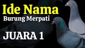 Untuk memberi nama pada burung kesayangannya kadang kala orang mengambil nama nama tokoh wayang atau idolanya. Wow Nama Burung Merpati Yang Bagus Dara Merpati Balap Jantan Agar Juara 1 Youtube