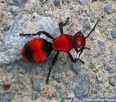 Black And Orange Bug That Looks Like A Wasp Pin On Funny Pets