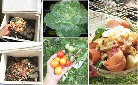 Belajar cara buat baja kompos organik menggunakan bahan sisa dapur. Sisa Makan Jangan Dibuang Jadikan Baja Kompos Untuk Buat Tanaman Organik Hasilnya Sayur Kembang Mekar Lebat Siakap Keli News