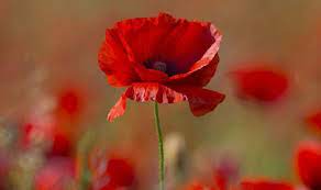 A two minute silence is held at 11am to remember those who sadly lost their life in all wars. Remembrance Day Is There Another Two Minute Silence Today What Time Uk News Express Co Uk