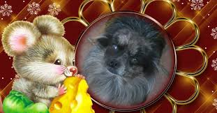 Find out more about the pomchi. Pomeranian S Chihuahua S Pomchi S Home Facebook