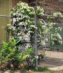 Image result for Clerodendrum rotundifolium