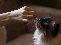 Dev technosys is one of the expert web and top mobile app development companies in usa focusing on iphone, ipad & android applications. Can I Travel With My Pet When I Am Moving Out Of The Uae Living Relocate Gulf News
