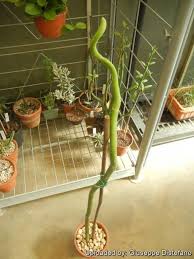 Image result for Cynanchum orangeanum