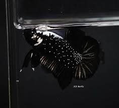 Black mamba, los angeles (los angeles, california). Black Mamba Hmpk Ikan Cupang Ikan Hewan