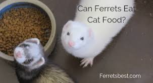 Can Ferrets Eat Cat Food Ferrets Best