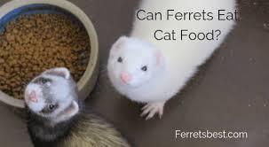 can ferrets eat cat food ferrets best