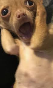 images?q=tbn:ANd9GcTpmDiQng2c499FAFdC9KW11WsfTKow6CrBew&usqp=CAU