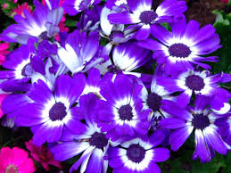 Image result for Pericallis