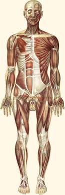 Human body parts name in tamil and english with images, மனித உடல் உறுப்புகள். Muscular System Wikipedia