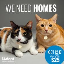 Community resource center of to learn more about any of the cats listed here, click on an image! Reduced Adoption Fees Make Now The Purr Fect Time To Welcome A Feline From The Peterborough Humane Society Into Your Family Peterborough Humane Society