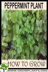 How To Grow Peppermint Plant Peppermint Plants Pepermint Plant Plants