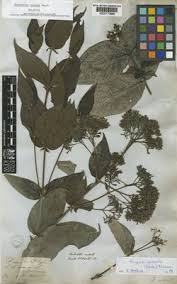 Image result for Rogiera cordata