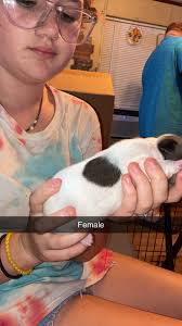 This Pierre, mini longhair, get to come home in 3 weeks!