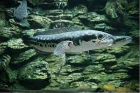 15 Most Aggressive Freshwater Aquarium Fish Pictures Fish Tank Master