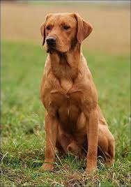 Red Fox Labrador Retriever Labrador Retriever Retriever Puppy Labrador Retriever Puppies