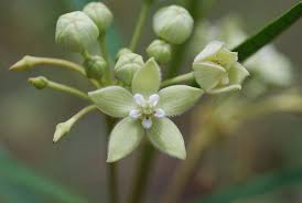 Image result for Kanahia laniflora
