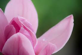 Apr 26, 2019 · magnolia in bloom smell like magnolia in nature and perfumes raw take a walk and smell the trees tom 6 fragrant plants every yard needs. Fragrance Notes Magnolia Magnificent And Romantic Scentertainer