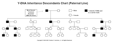 Y Chromosome Y Dna Inheritance Chart