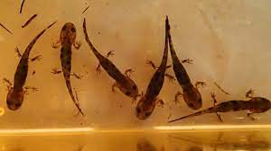 How To Care For Salamander And Newt Larvae And What To Feed Them - Youtube