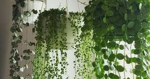 En un casamiento rústico en el campo no puede faltar la decoración con arpillera. 10 Formas De Decorar Con Plantas Colgantes Perfectas Para Tu Hogar Alto Lago Privada Residencial