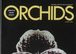 Image result for Zeuxine africana