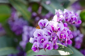 Vine with purple flowers in grass. What Is Hardenbergia Purple Lilac Vine Info And Care In Gardens