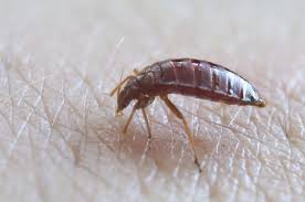 Maybe you would like to learn more about one of these? Hewan Hewan Ini Dianggap Merugikan Manusia Apa Benar Begitu Semua Halaman Bobo