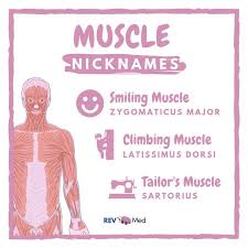 Related posts of body muscles with names muscle anatomy trivia. Special Names For Muscles