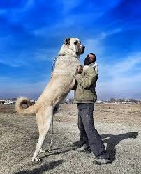 Kangal Yuvasi On Instagram Masallah Kangalistan Tr Kangalyavrusu Davarkopegi Cobankopegi Turkcobankopekleri Anadolucobankop In 2020 Puppies Animals Dogs