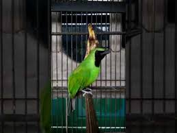 Dilihat secara fisik, cucak ijo kalimantan mirip dengan cucak ijo banyuwangi, namun warna bulunya lebih cerah (hijau kekuningan) dan postur tubuhnya lebih pendek. Cucak Ijo Kalimantan Belajar Ngentrok Youtube