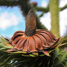 The tree grows slowly, but it. Seeds Of Araucaria Araucana Monkey Puzzle Tree T O G