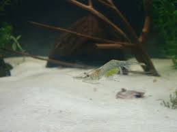 Image result for Paralepistemon shirensis