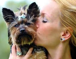 The haircut hugely decides the character of any being indeed the yorkie. Yorkie Haircuts With Floppy Ears Cool Dog Grooming