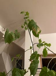 Image result for Sparrmannia