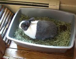 Corner litter box/corner litter pan this type of litter box was designed to take up as little space as possible. Litter Training