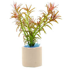 Image result for Rotala mexicana